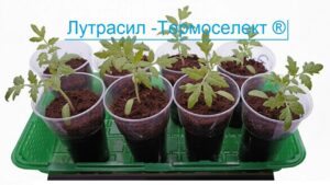 лутрасил томат