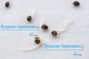 лутрасил